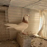 کفتر طوقی|پرنده|تهران, هفت حوض|دیوار