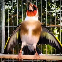 جوجه سهره متولد قفس زاتدار