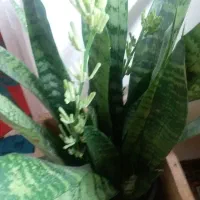 گلهای سانسوریا