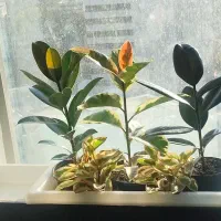 متخصص گل آپارتمانی وبیرونی|خدمات باغبانی و درختکاری|شاندیز, |دیوار