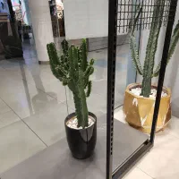 کاکتوس بزرگ باگلدان فروش بدلیل جمع آوری فروشگاه|گل و گیاه طبیعی|بابل, |دیوار