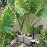 گل سیکاس و بابا آدم|گل و گیاه طبیعی|علی‌آباد کتول, |دیوار
