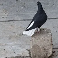 کفتر دمسفید اشعل