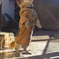 واگذاری سگ پا کوتاه گلدن اشپیتز