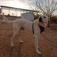 سگ سراب جنس عالی برای گله|سگ|تاکستان, |دیوار