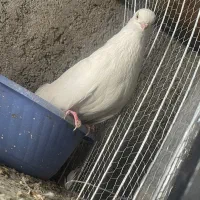 جفت دمی قنار