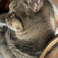 گربه بیریتیش و پرشین|گربه|شاهدشهر, |دیوار