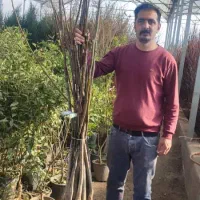 فروش نهال گردو مرغوب - تضمینی|خدمات باغبانی و درختکاری|آباده, |دیوار