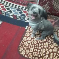سگ خانگی