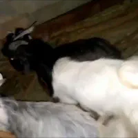 ۴تا کهره چپش برای برزی وبرای کشت چاق|حیوانات مزرعه|فورگ, |دیوار