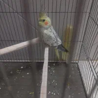 عروس گل باقالی