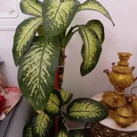 گل طبیعی دیفن باخیا