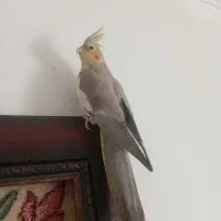 فروش عروس هلندی ماده