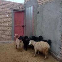 هفت عدد بز بزغال