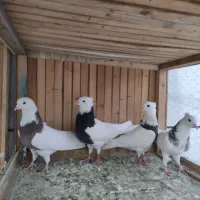 کبوتر کفتر|پرنده|خرمدره, |دیوار