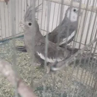 جفت عروس هلندی وایت فیس|پرنده|بوکان, |دیوار