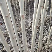 صنوبر نیگرا مناسب مازندران