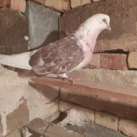 کبوتر پرشی|پرنده|ماکو, |دیوار