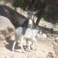 الاغ ماده با کره نر|حیوانات مزرعه|لردگان, |دیوار