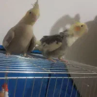 جوجه عروس ۳ماهه