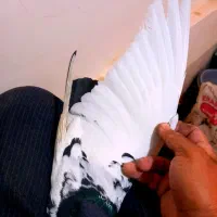 سینه سیاه کاکلی ماده درشت قواره دار|پرنده|مشهد, انقلاب|دیوار