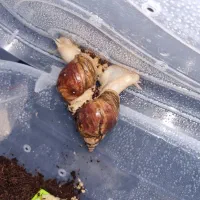 حلزون زنده جهت حلزون تراپی