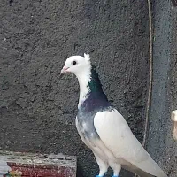 کبوتر طوقی کاکلی کله سبز