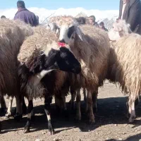 گوسفند جوان شکم خالی(کسرقیون)