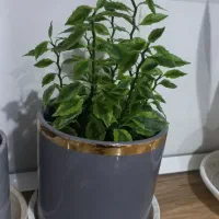 گلهای خانگی سایز کوچک