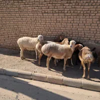فروش چند راس میش چینی|حیوانات مزرعه|کاشمر, |دیوار