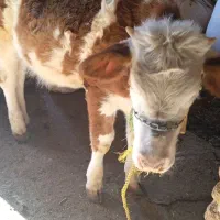 گوساله 8ماه