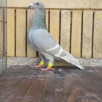 کفتر پلاکی شهری بهبونی