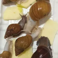 حلزون‌ها ی مولد برای پاک سازی دست وصورت