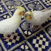 ۲ عدد عروس هلندی زیبا نر و ماده