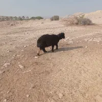 فروش یک عدد بره نر|حیوانات مزرعه|خنج, |دیوار