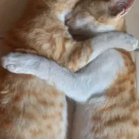 واگزاری بچه گربه