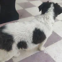 واگذاری سگه قدرجونی|سگ|فسا, |دیوار