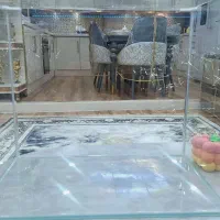 دوعدد اکواریوم شرکتی شیشه خم