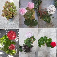 گل طبیعی صد عدد