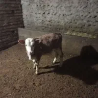 گوساله نر سیمنتال قرمز