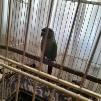 پرنده گرینچک نر