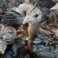 جوجه بوقلمون 20روزه بوربن و برنز|حیوانات مزرعه|شهریار, رزکان|دیوار