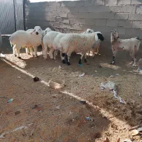 تعدادی بره نر فروشی چاق چاق