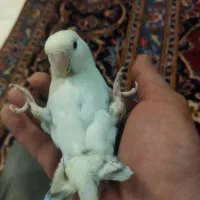 کوتوله برزیلی ، وایت فیس ، فوق العاده اهلی وسالم