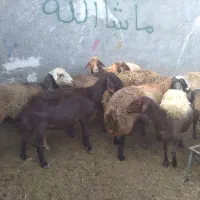 میش|حیوانات مزرعه|خنداب, |دیوار