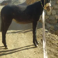 قاطر ماده7ماهه|حیوانات مزرعه|پاوه, |دیوار