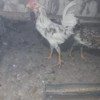 معاوضه خروس|حیوانات مزرعه|محمدشهر, جعفرآباد|دیوار