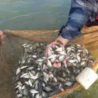 کٍپورآمور پرورشی برای انواع سرمایه گزاری باغی|ماهی|اصفهان, جی شیر|دیوار