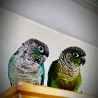 طوطی گرینجیک مولد