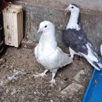 جفت جوونه ساده و سفید پشت سار